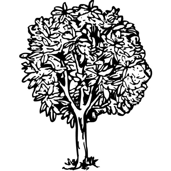 TREE0014 Thumbnail
